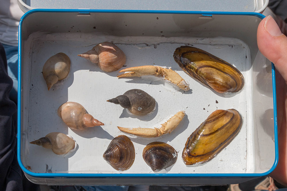 Heimische Muscheln, Schnecken und Flusskrebszangen
