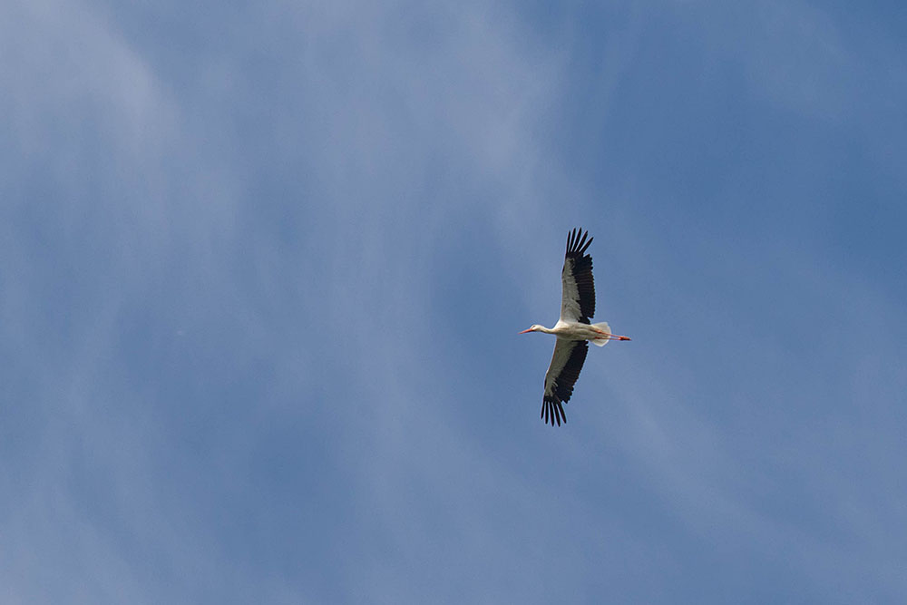 ... kreist hoch über uns