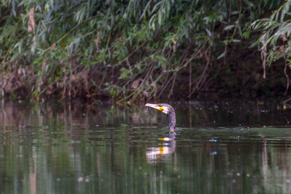 Kormoran beim Fischen