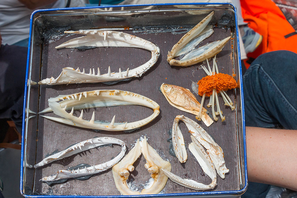 Gebisse von Hechten und anderen Fischen