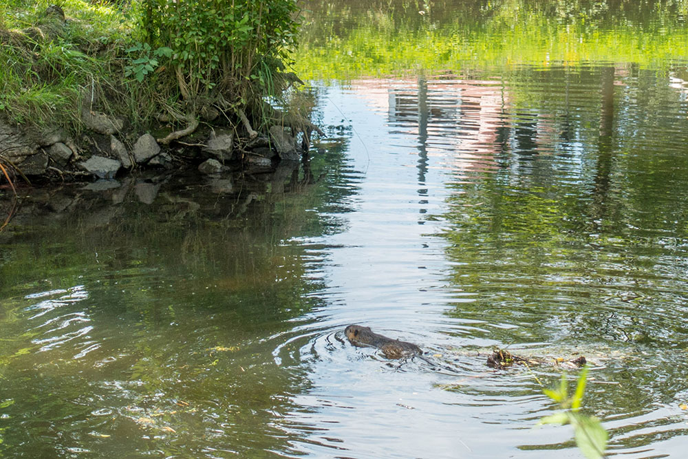 Ein Nutria