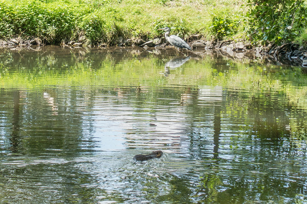 Ein Nutria mit Reiher im Hintergrund