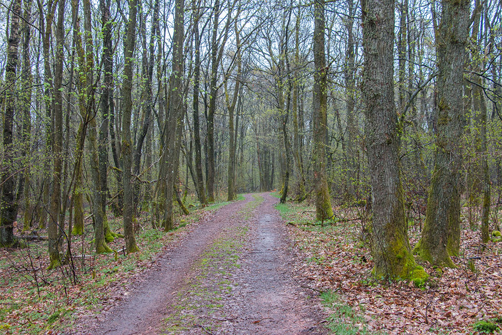 Im Wald merkt man vom Regen weniger