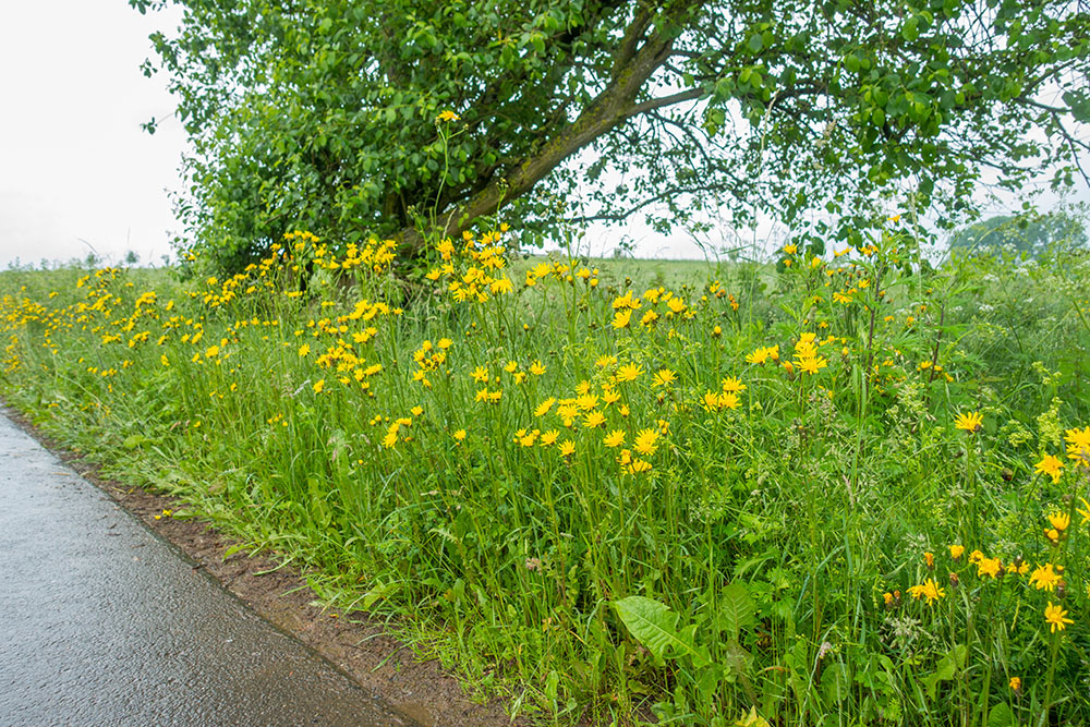 Wasser für die Blumen hat es nun reichlich