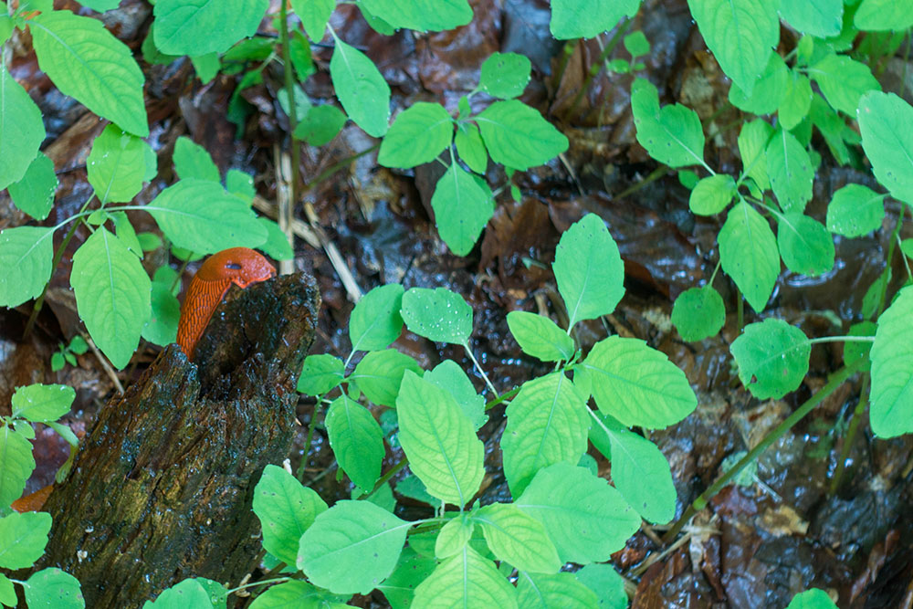 Nacktschnecke auf Wanderschaft