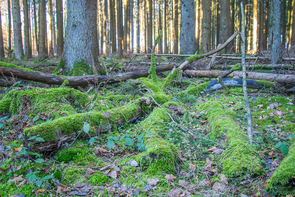 ... und vermooste Baumreste 