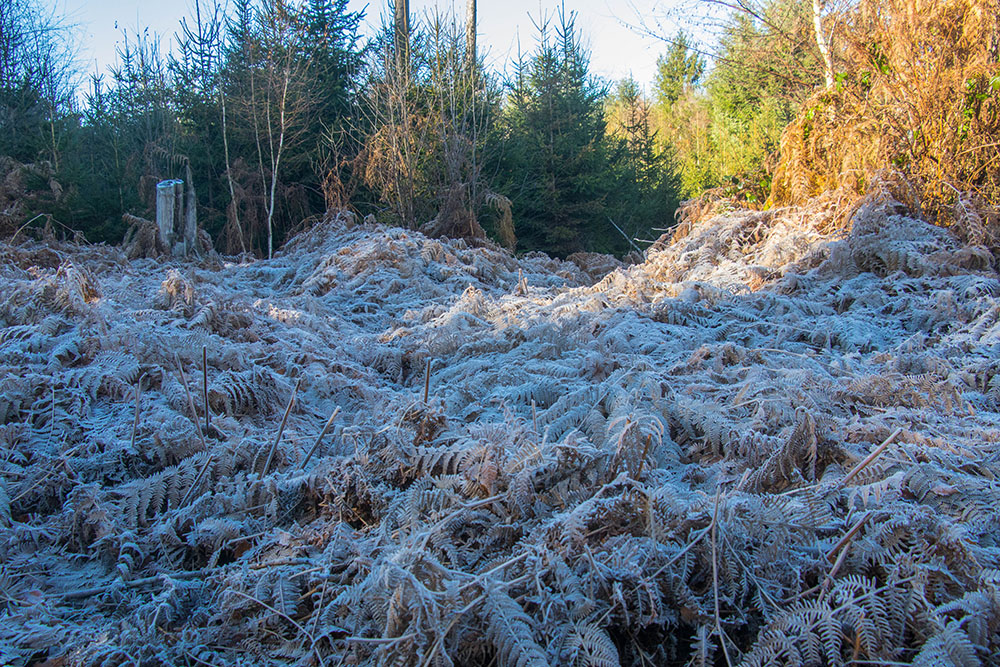 ... dominiert der Raureif 