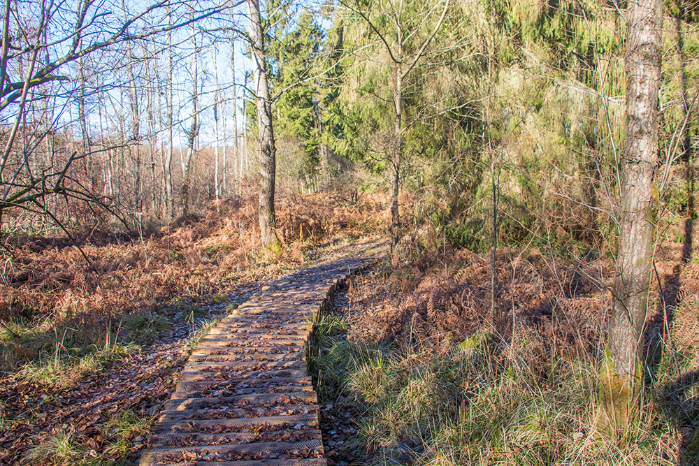 Auf Holzbohlen gehen wir über ein morastiges Gebiet 