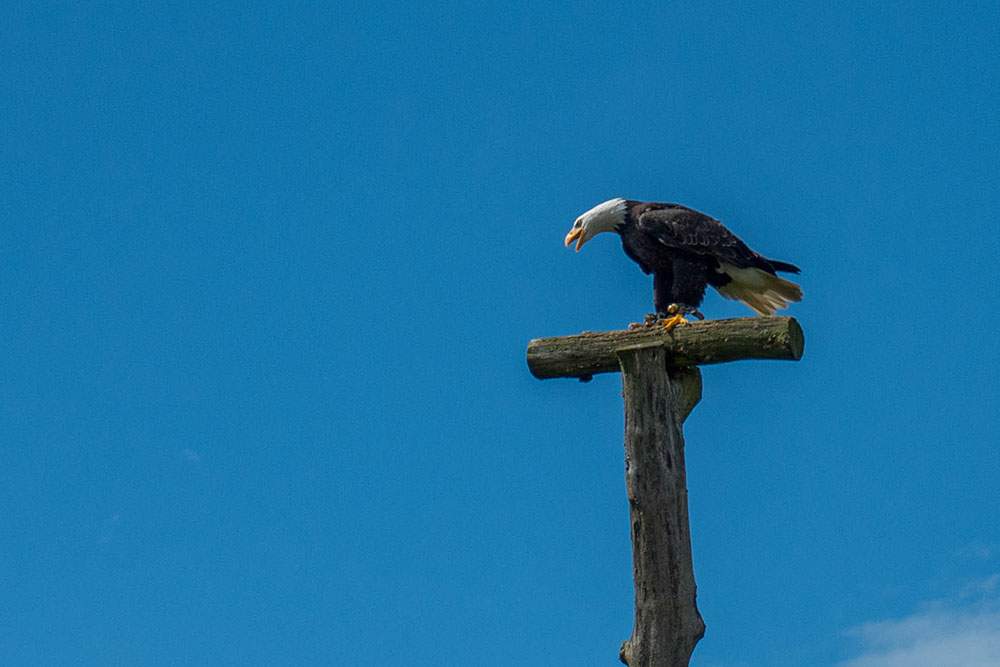 Weißkopfseeadler