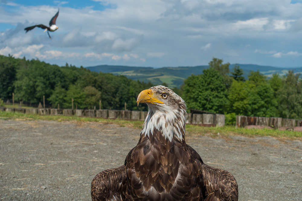 Achtung, Kollege im Anflug