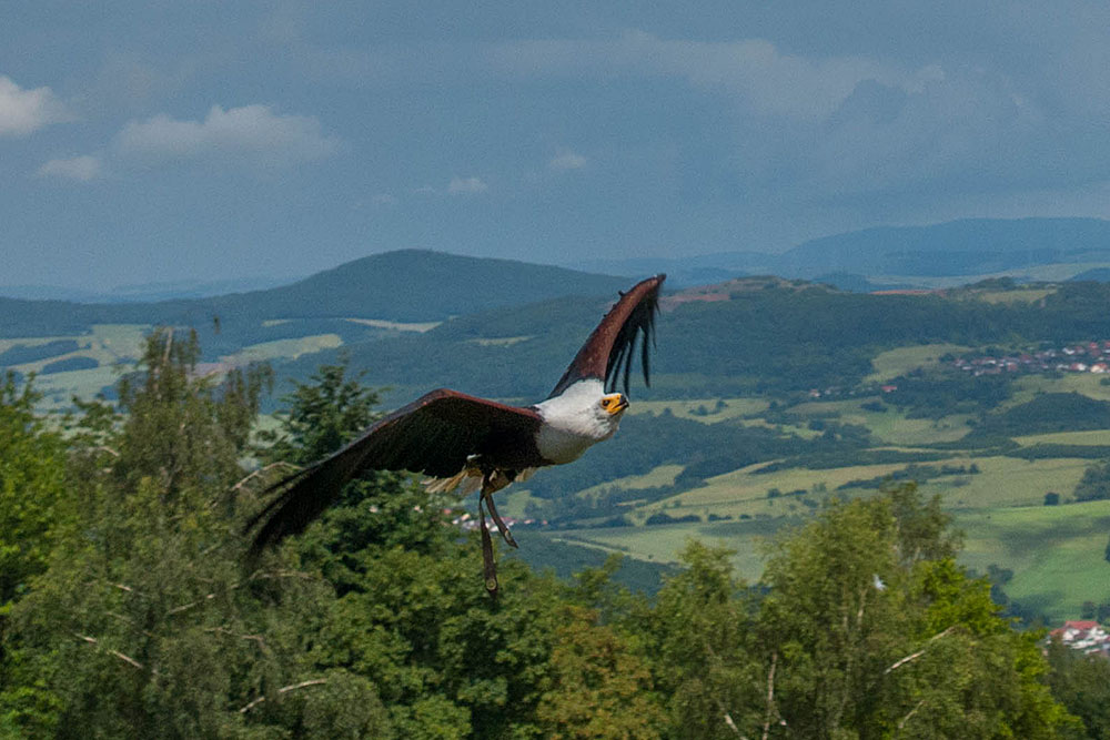 Weißkopfseeadler im Flug
