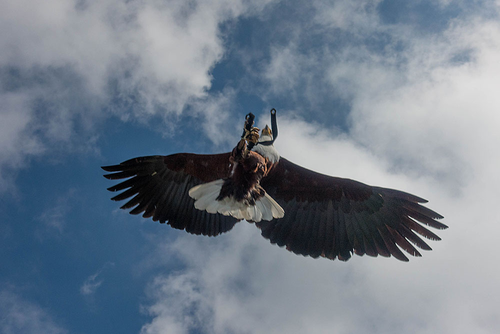 Weißkopfseeadler im Flug