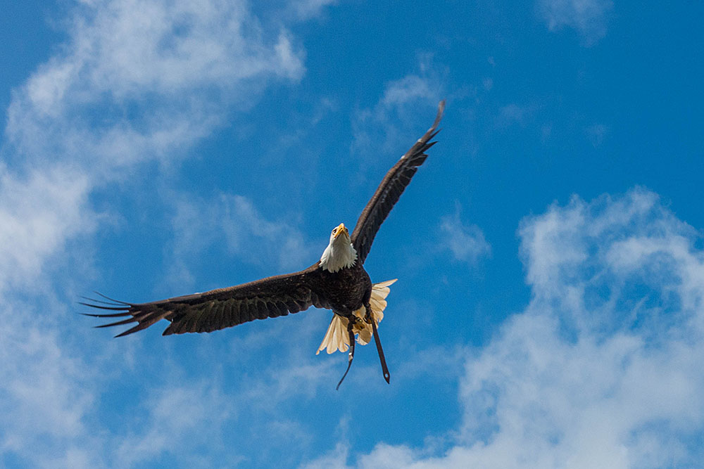 Weißkopfseeadler im Flug