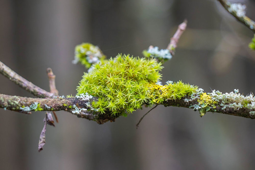 Sternenmoos auf den Ästen der Bäume 
