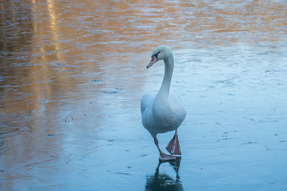 Leider habe ich nur ... 