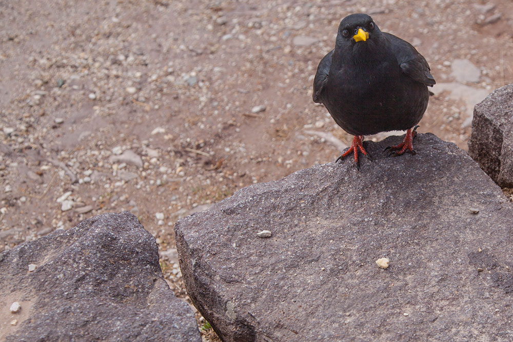Nimmt sie den Krümel?