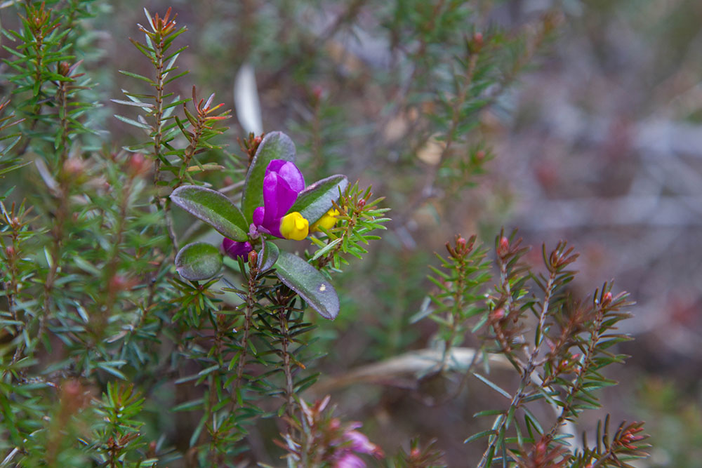 Etwas Farbe im braungrauen Einerlei