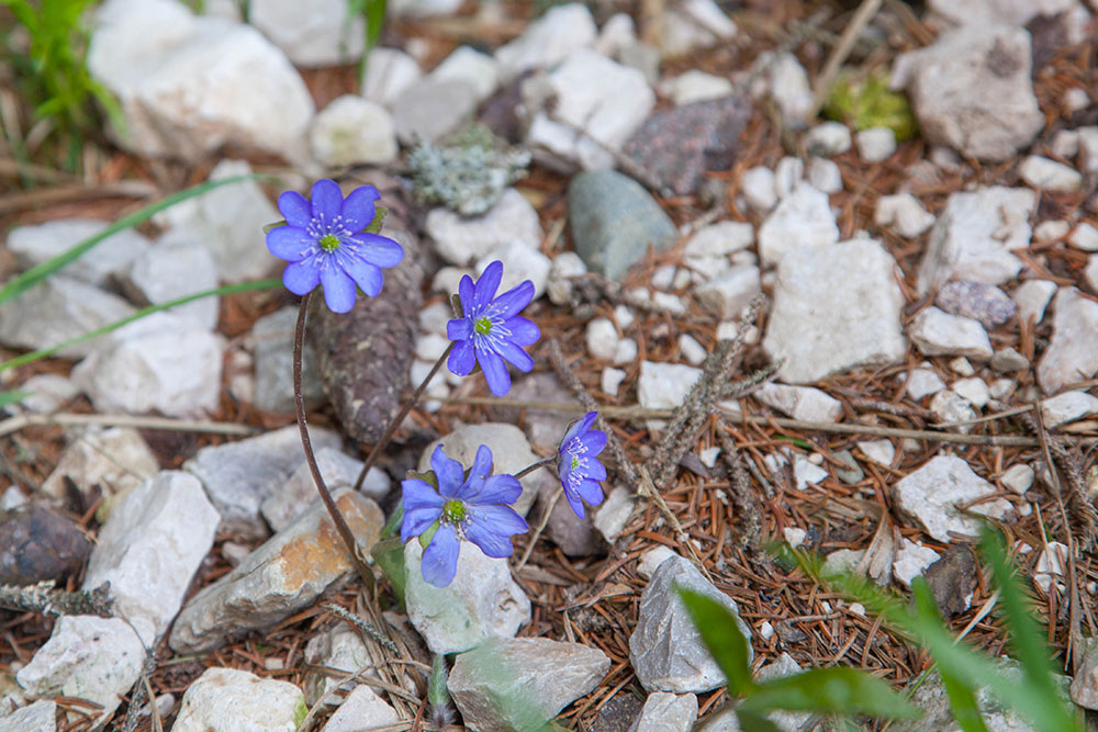 Blumengruß zum Abschluss