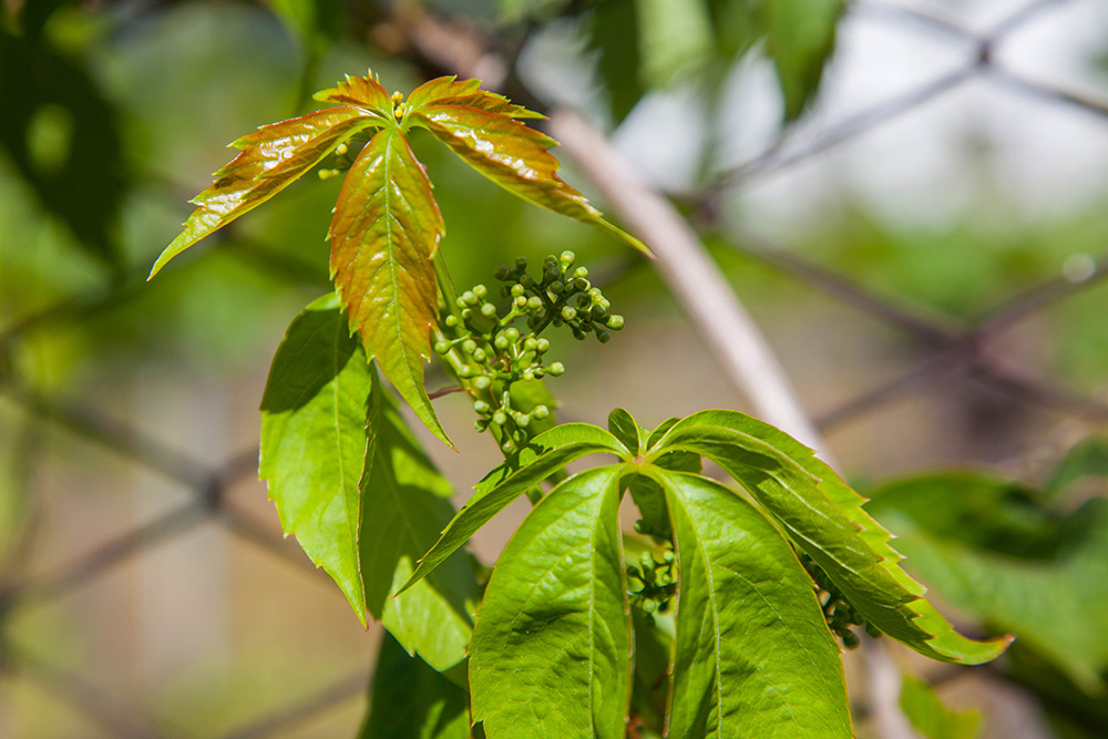 Die Trauben sind noch sehr klein