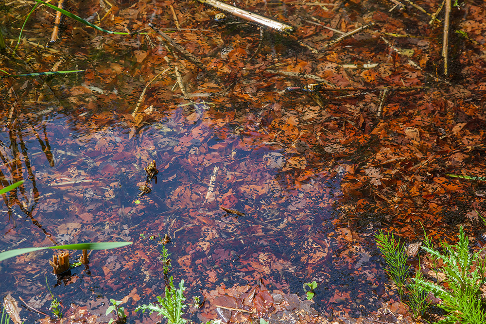 ... sind tausende Kaulquappen