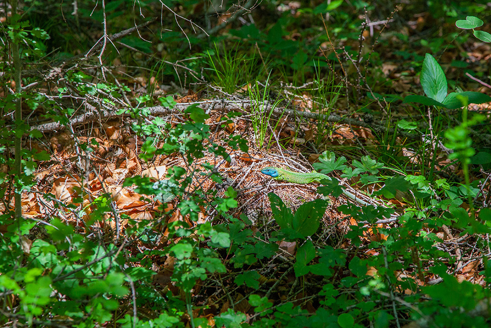 Schöne Eidechse beim Sonnen