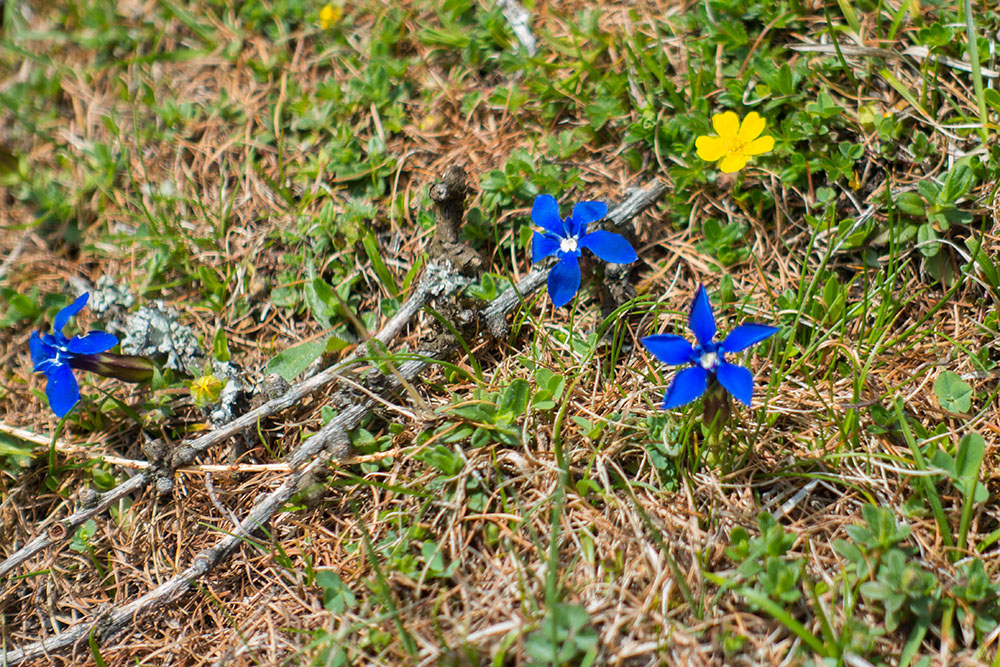 ... auf denen es noch nicht ganz so farbig ist, wie im Tal