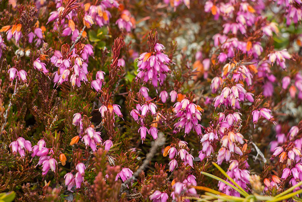 ... leuchtende Blumen drücken sich durch den Schnee