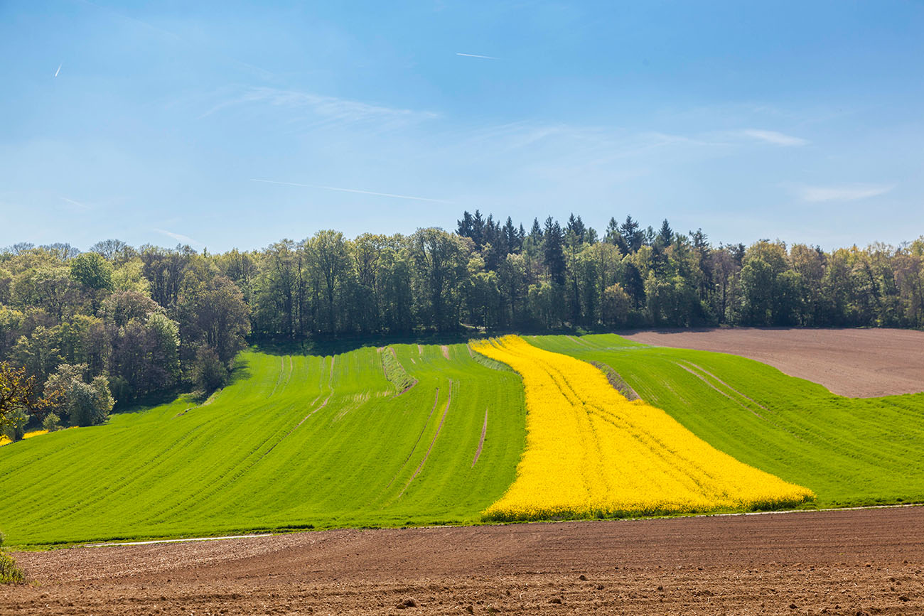 Überall blühen Rapsfelder 