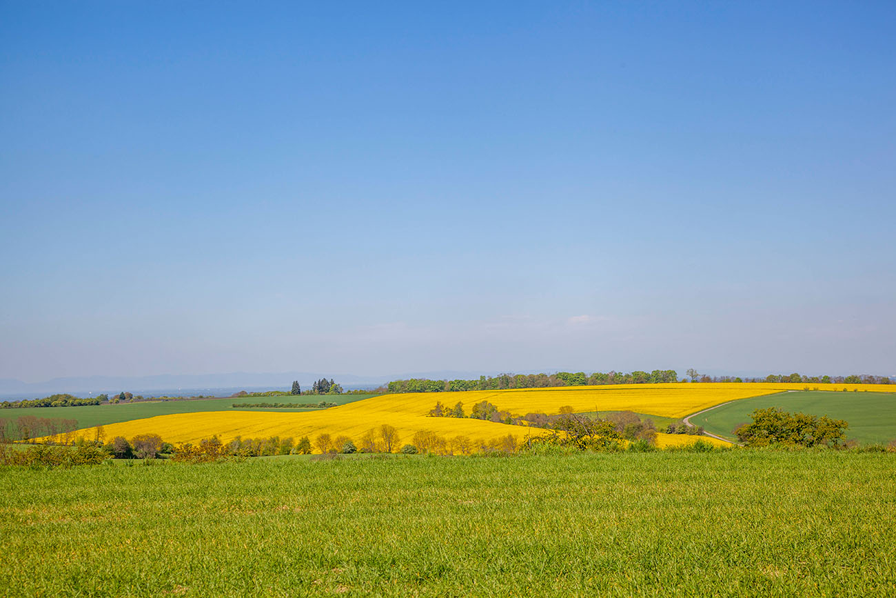 Am Horizont erkennt man die Hügel des Pfälzer Waldes 