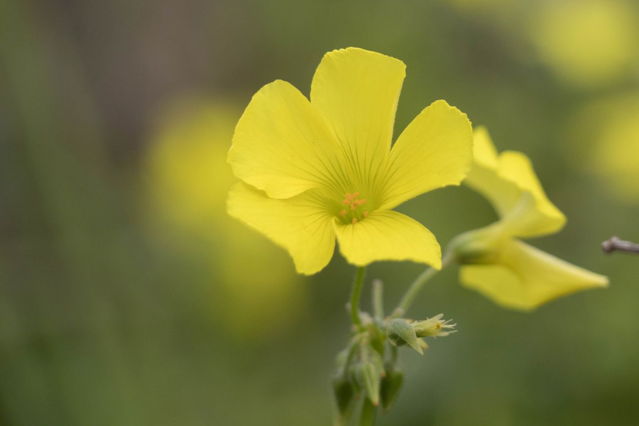 Frühlingsgruß am Wegesrand
