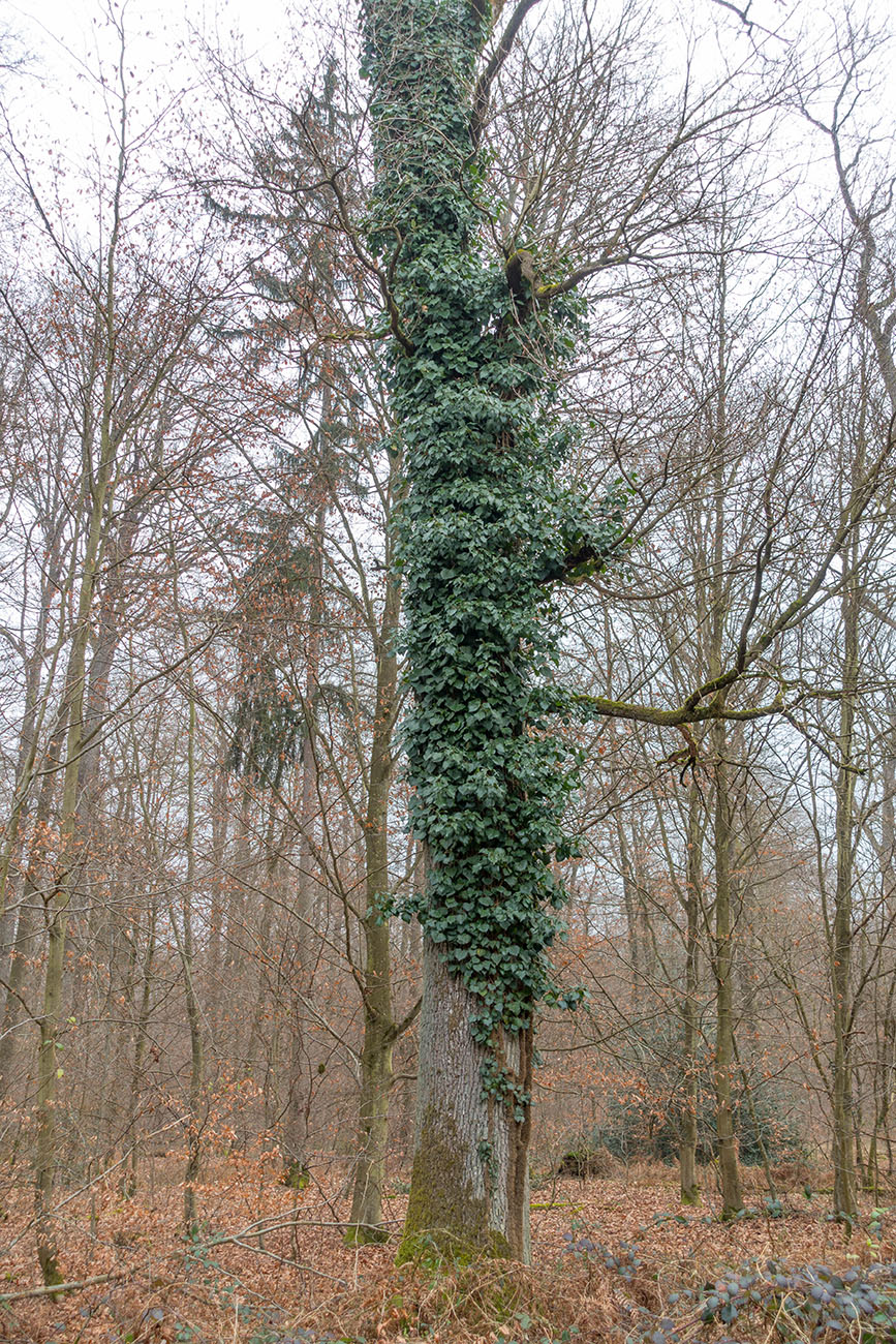 Efeu "frisst" Baum 