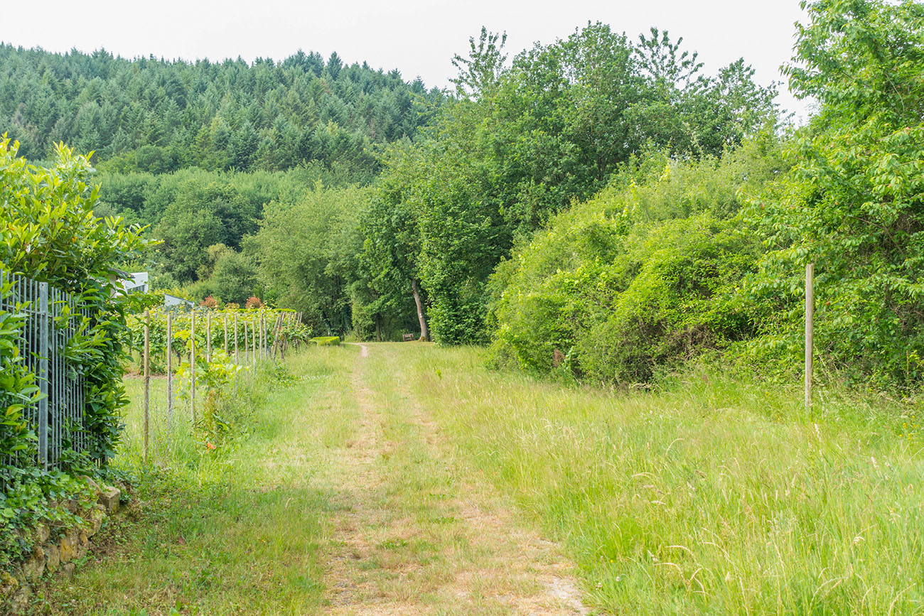 Hoch über der Mosel wandern wir in den Wald, erst auf breitem ... 