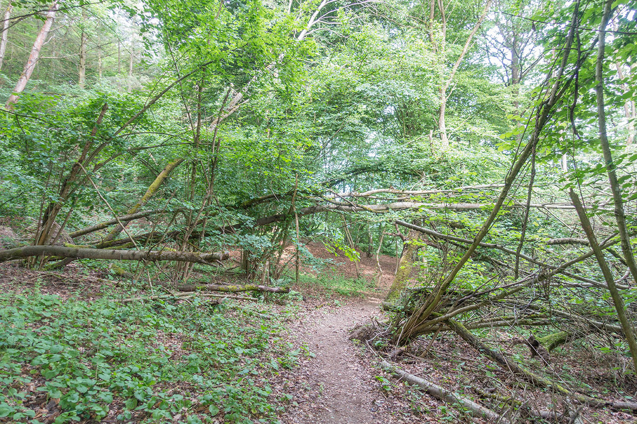 Manche Bäume sind wohl müde ;-) 