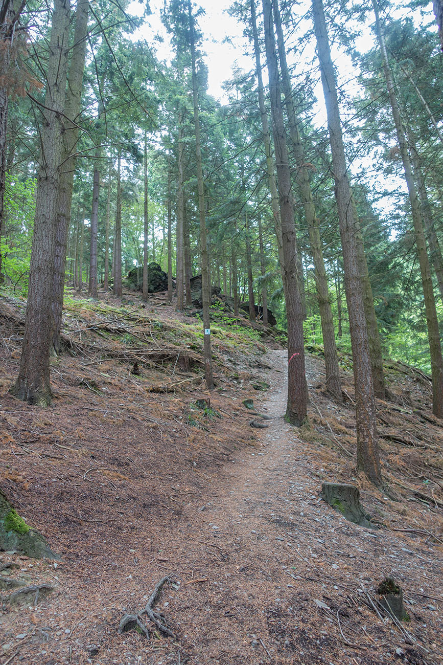 Am Anfang geht es nur etwas steiler bergan 