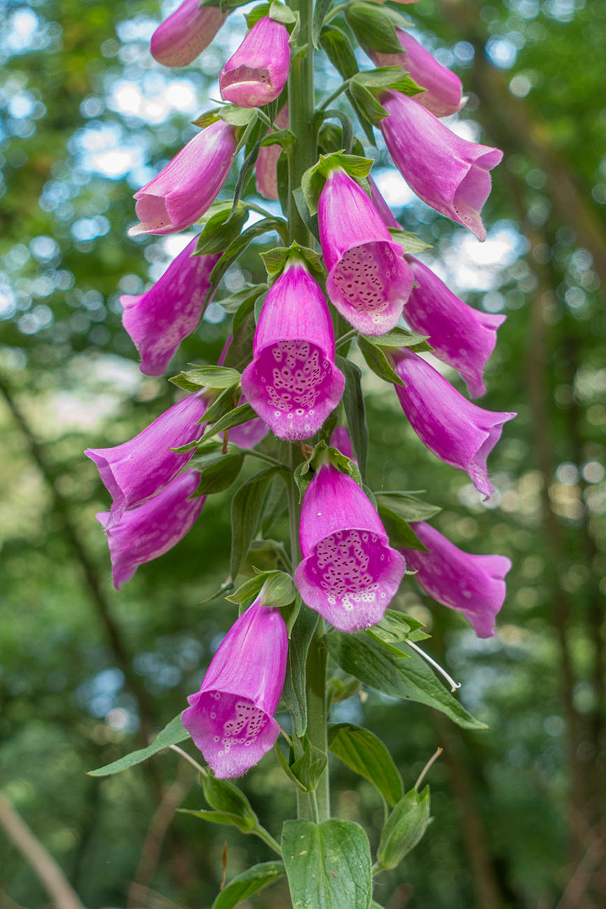 Die schönen Blüten bringen Farbe in den Wald 