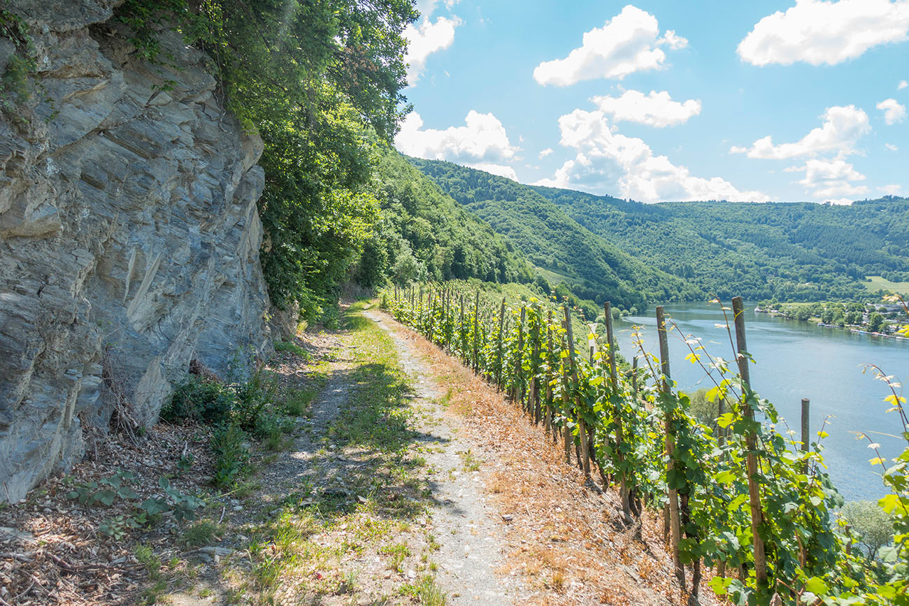 ... und laufen dann an den Weinbergen entlang weiter 