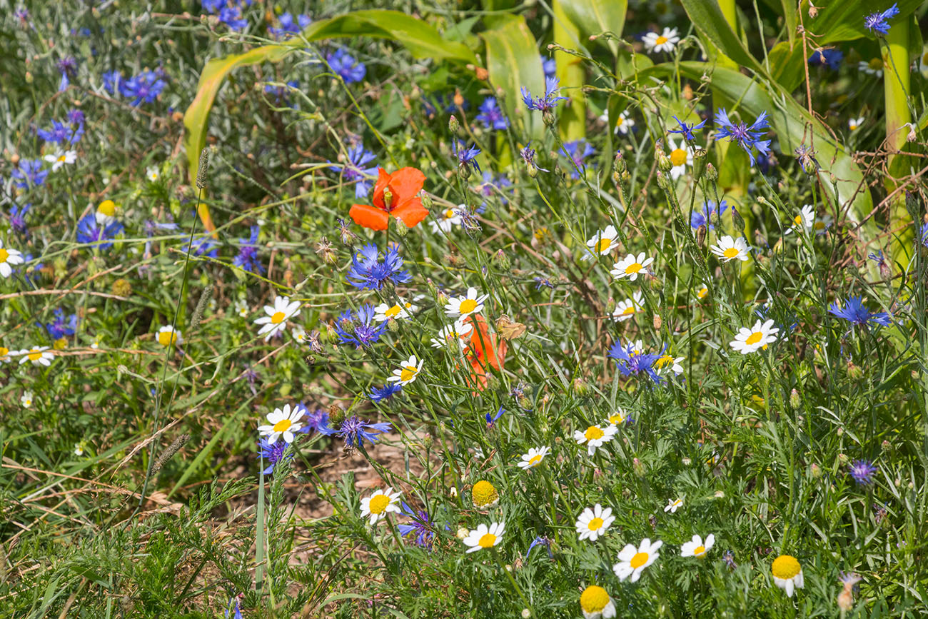 Aber auch Kornblumen und Margeriten zeigen sich 