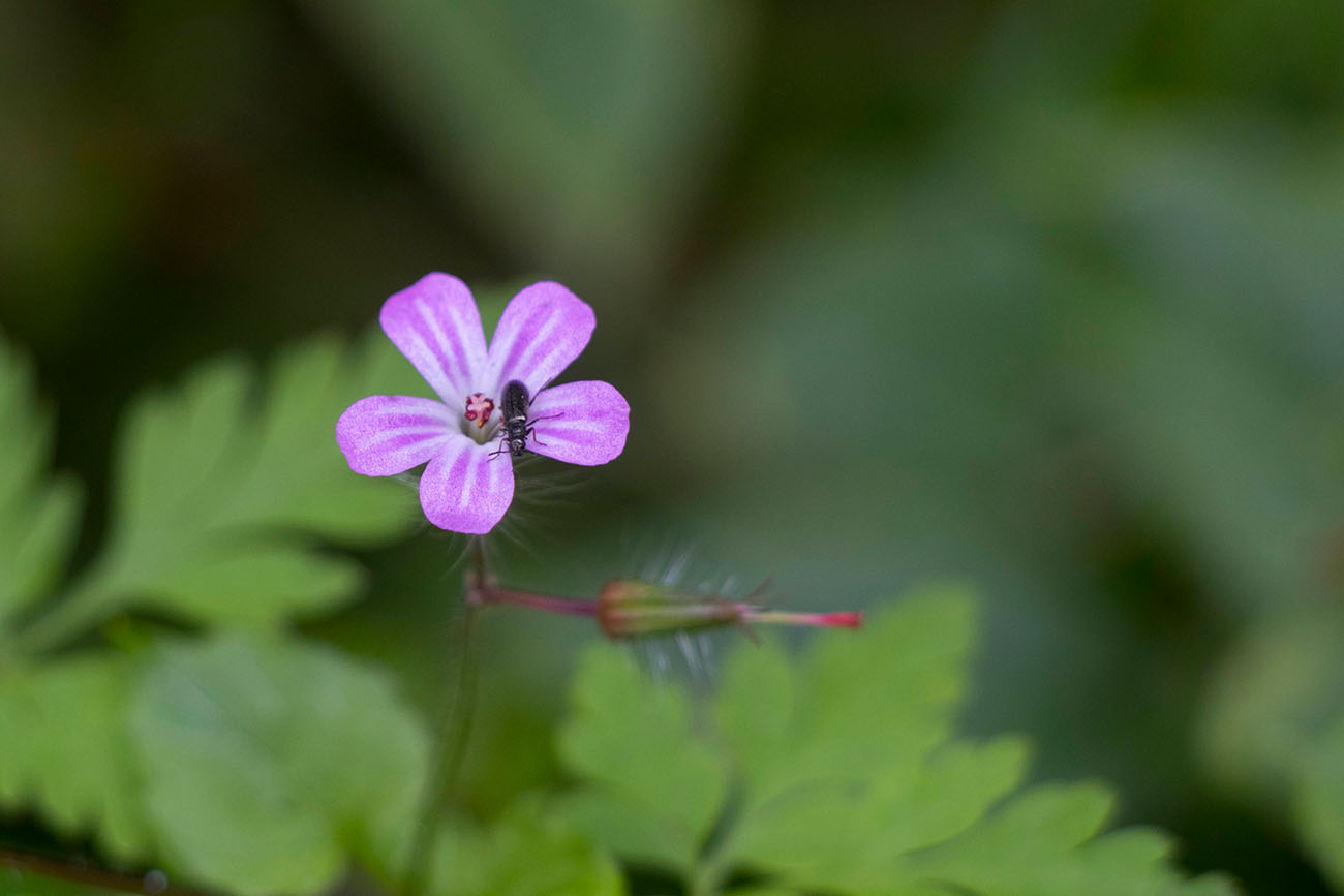 Blüte mit Besucher 