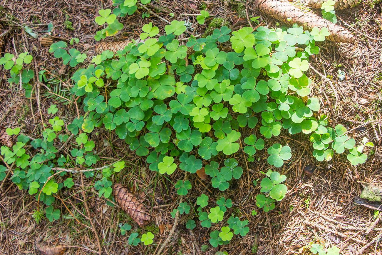 Wer findet ein vierblättriges Kleeblatt? 
