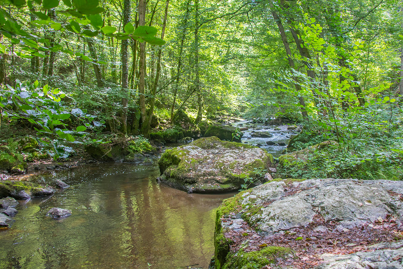 Bachlauf im "Urwald" 