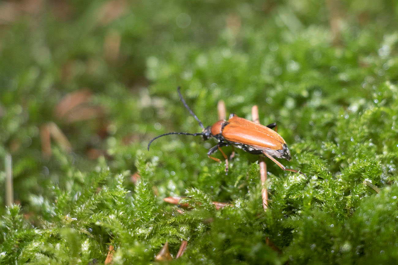 Käfer im Moos 