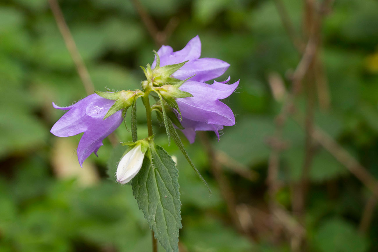 Glockenblume