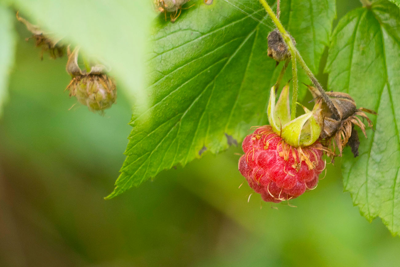 Die Himbeeren wollen in meinen Mund 