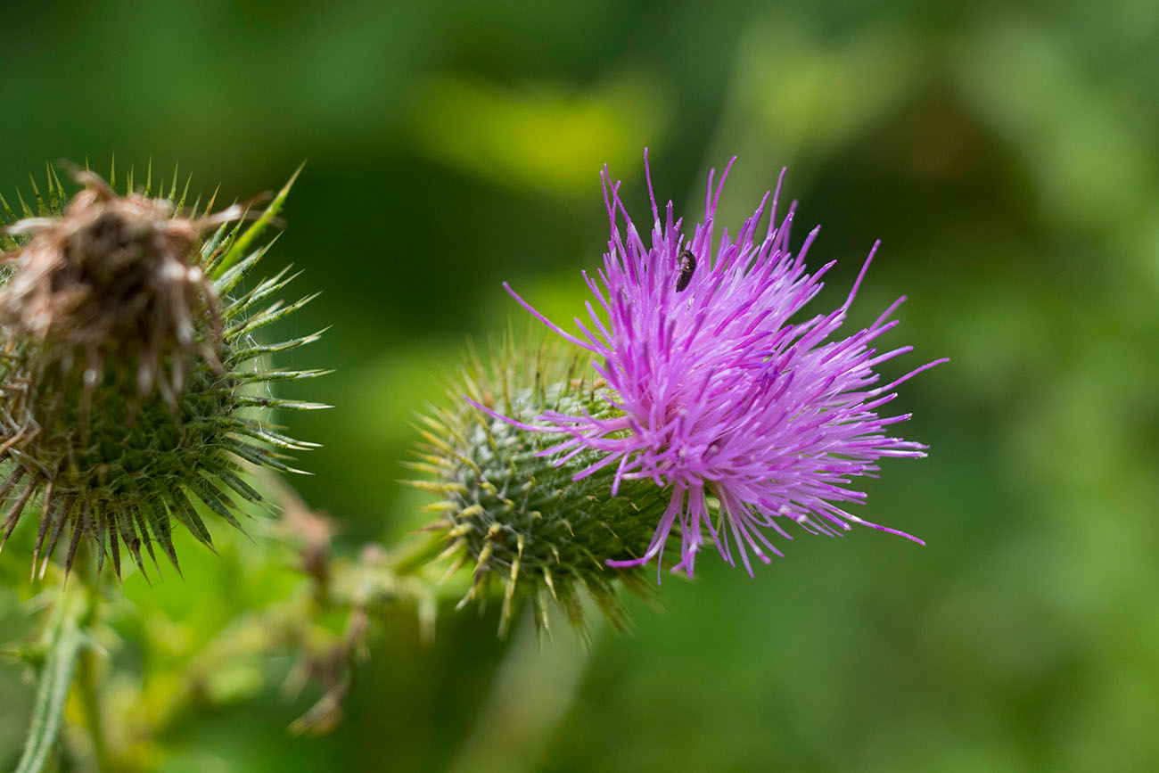 Distel mit Besucher 