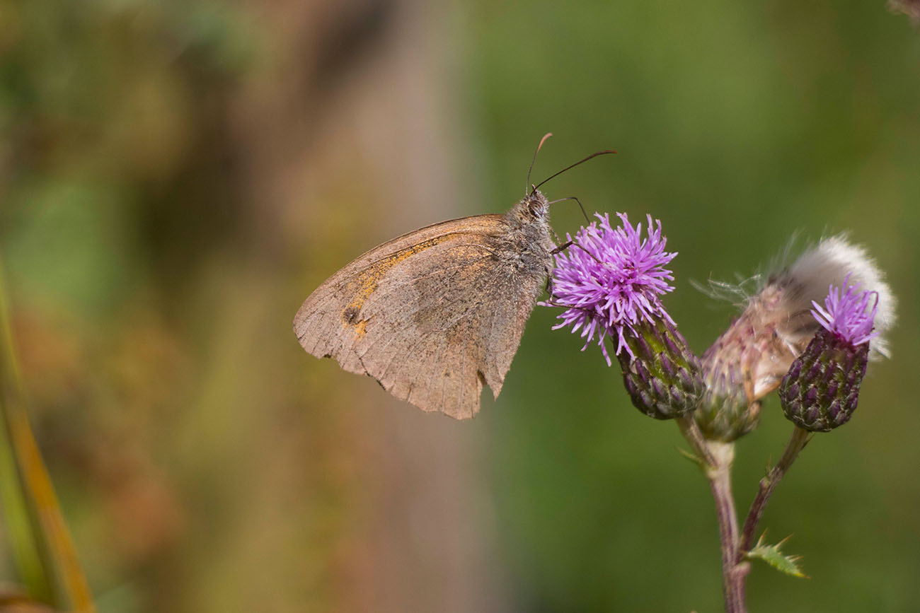 Schmetterling an Distel 