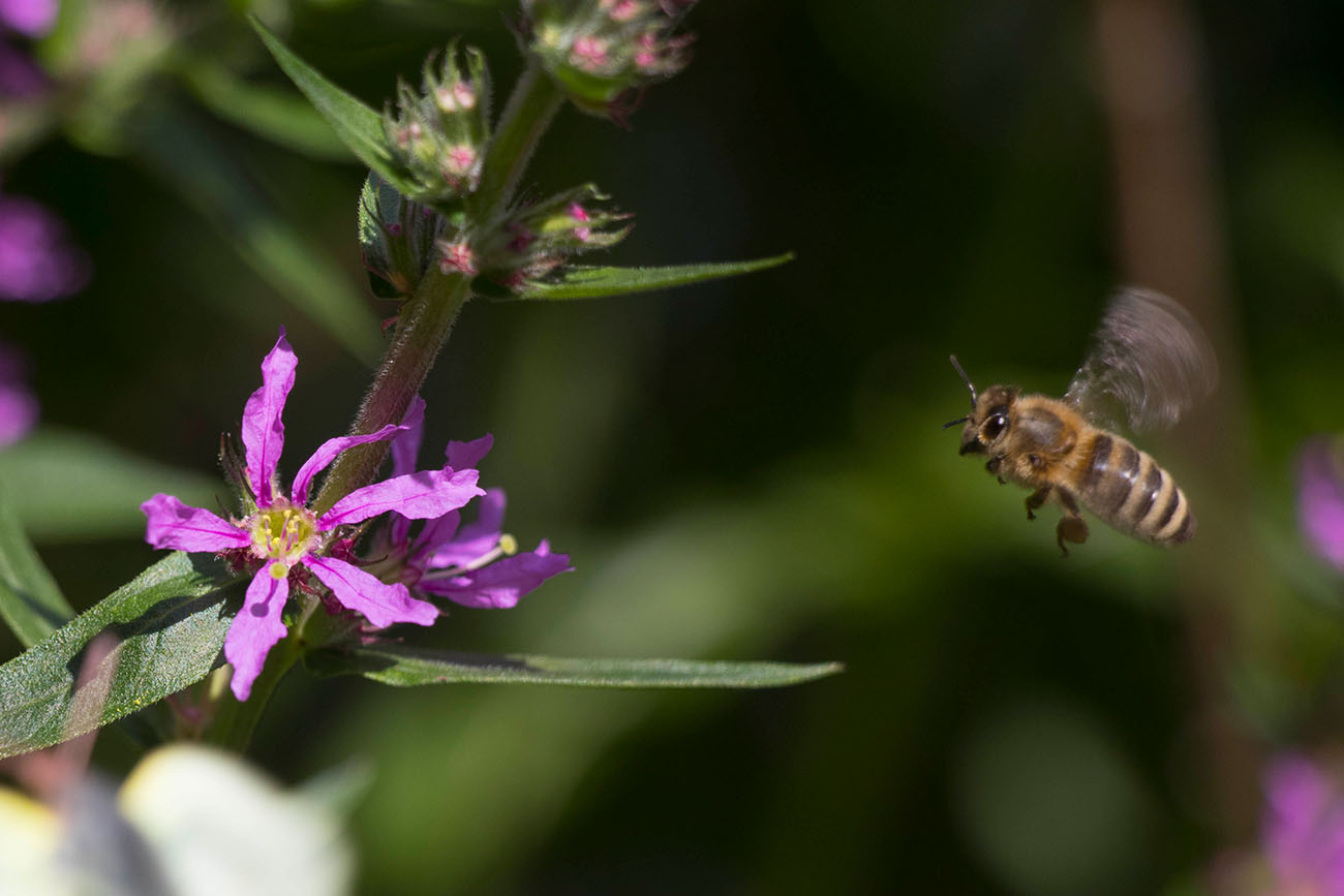 ... und Bienen an 