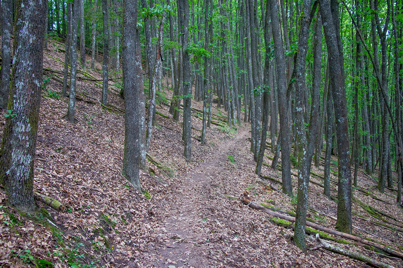 Auf einmal wird es dunkel im Wald ... 