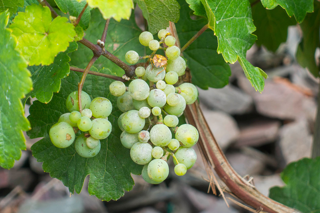 Trauben mit Wanzen-Besuch 