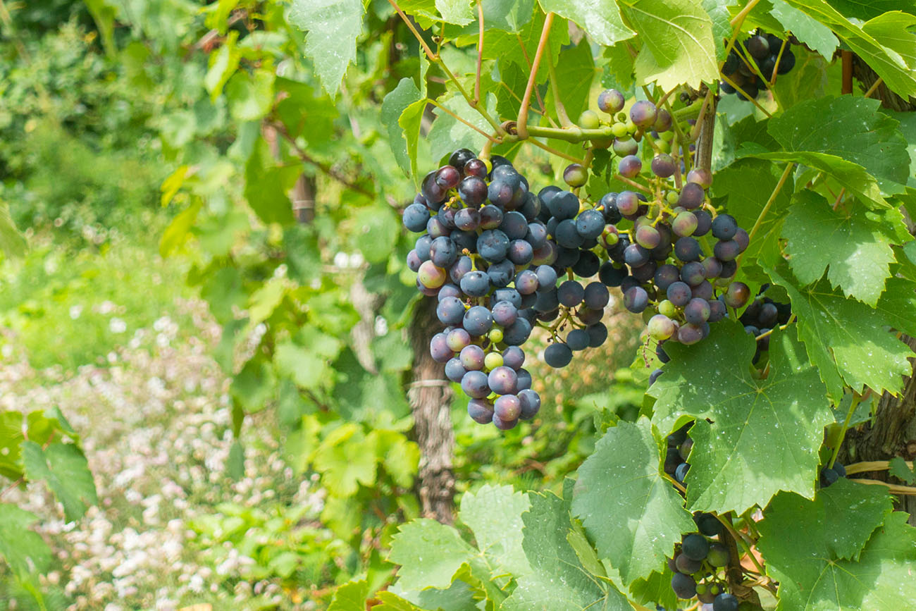 Auch rote Trauben werden hier angebaut 