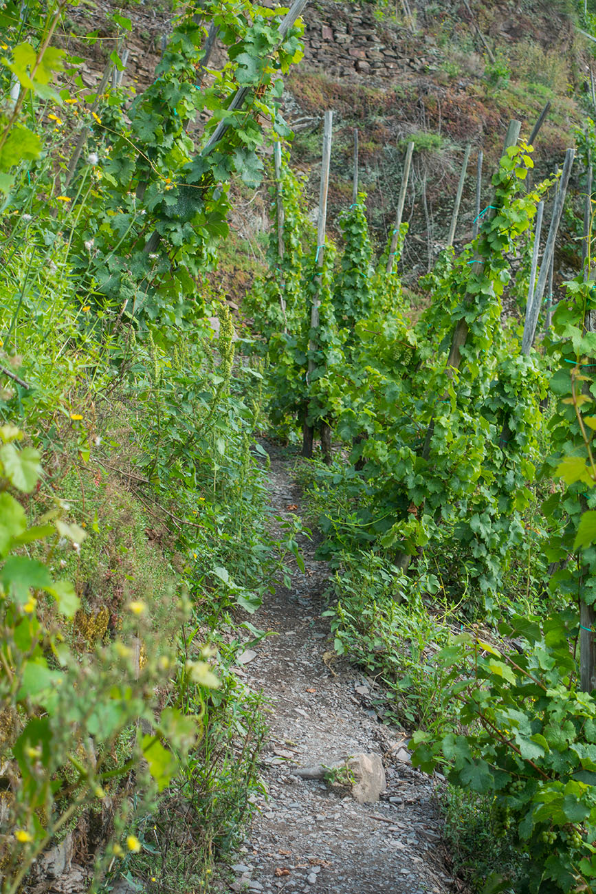Wanderweg durch den Weinberg 